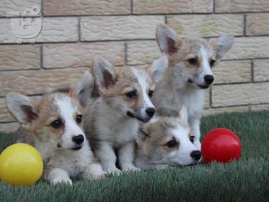 PoulaTo: Κουτάβια Welsh Corgi Pembroke